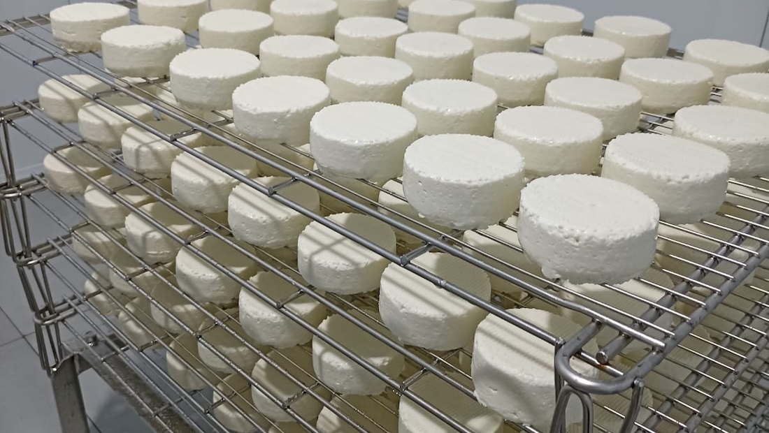 Aging cellar with rows of cheese wheels